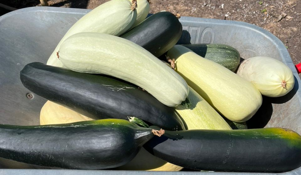 Летние цены: черника по 600 рублей, веник - 150, кабачки - "отдам за вкусняшку!"